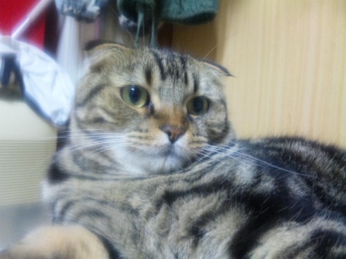 癒されたいとき、何をします？