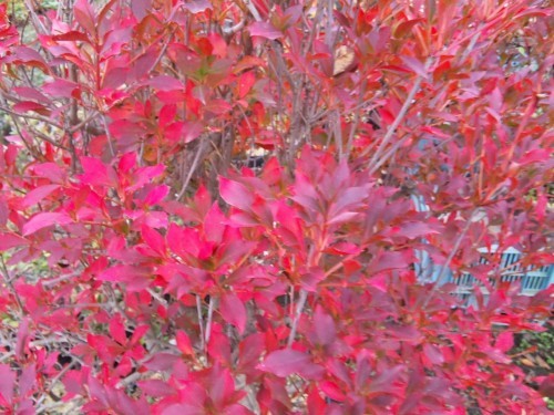 遠くに住む息子の声を聞いた夜は…(ToT)