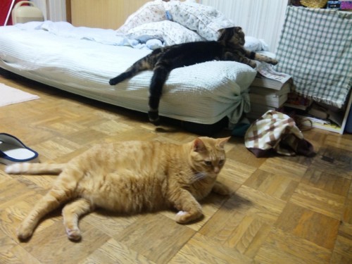 おらの天敵の二匹だぞ～(∋_∈)