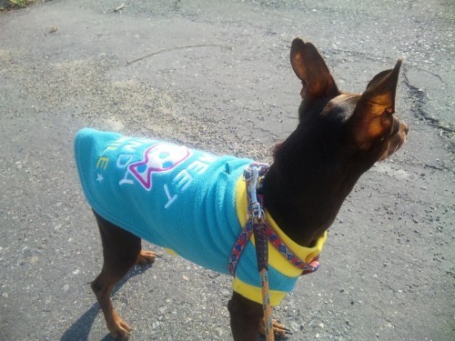 夫のはかない夢(^。^;)