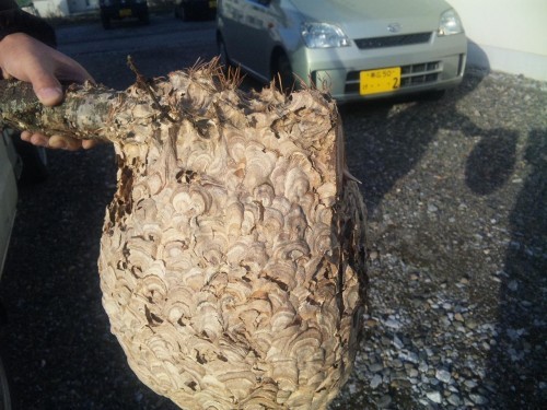 採ったど～＼(^ー^)／