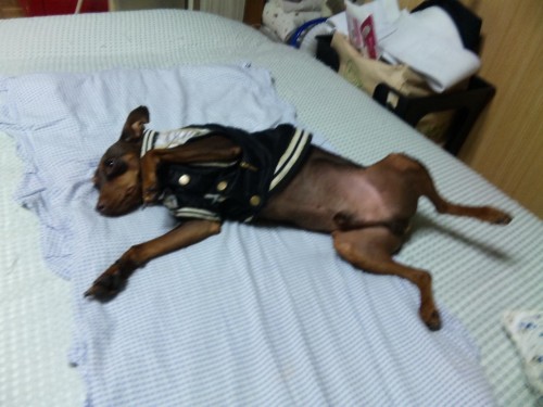 雨降りは苦手だワン(^。^;)