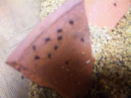 新しい命が沢山＼(^ー^)／