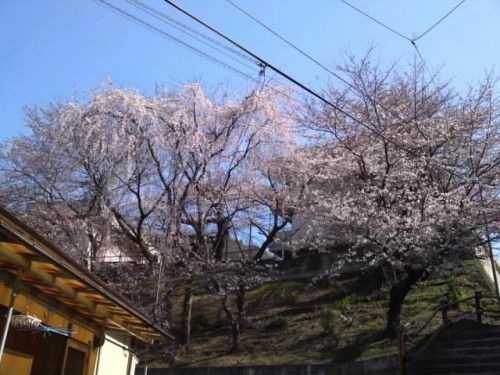 東北にも桜が咲きますように＼(^ー^)／