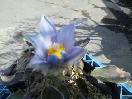 山野草 ヒトツバオキナグサ ヒトツバオキナグサ｜芽室町郊外の