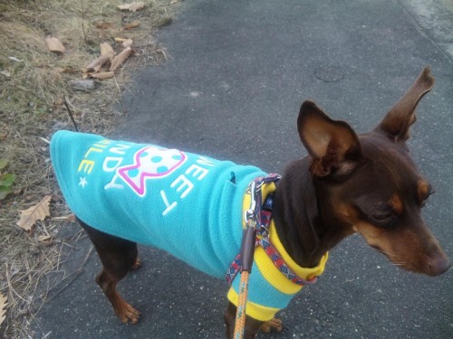 ヘチャが死んでしまいました…