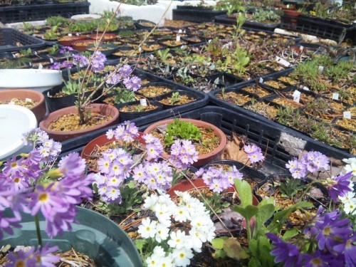 コザクラ満開(^o^)／