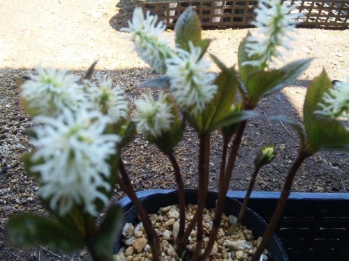 新しい花が仲間入り＼(^ー^)／