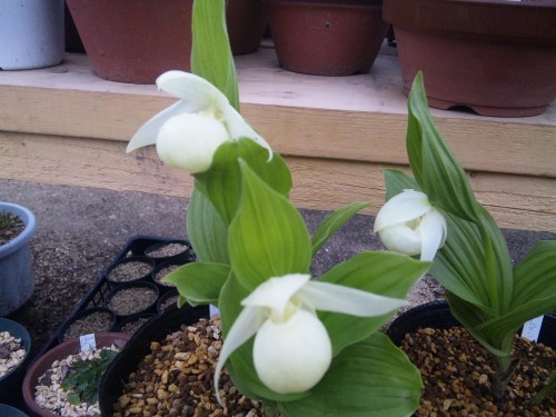 礼文アツモリです。