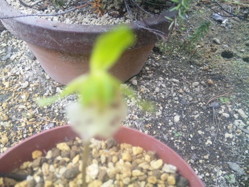 明日の十勝毎日（業界往来）を見て頂きたく(≧∇≦)