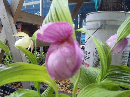 アツモリ草育てたいけど…と言う方に。