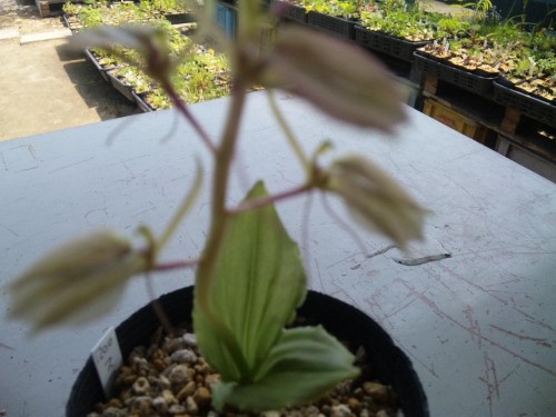 鈴虫に似てる？