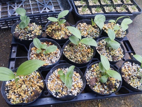 釜無ホテイアツモリ草