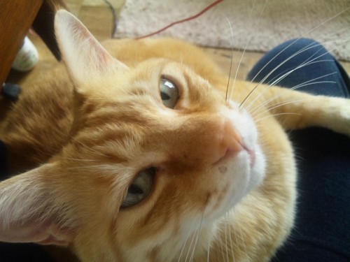 猫と子犬仲良く育てられるかしら(^。^;)