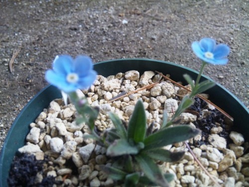 咲いた咲いた(*^o^*)