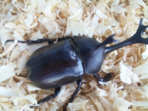 今年も販売『カブトムシ』