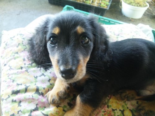 トイレのしつけって大変だよ～(^。^;)