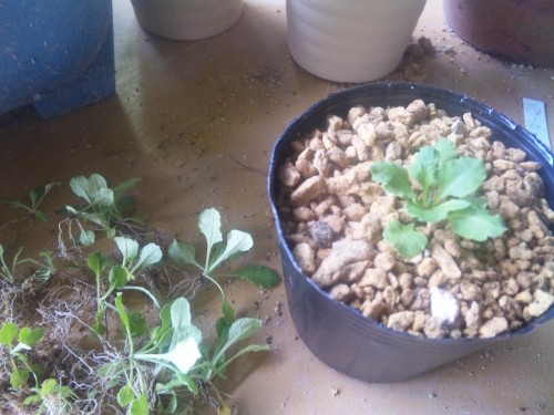 移植作業地味だわ～  暑いし(∋_∈)