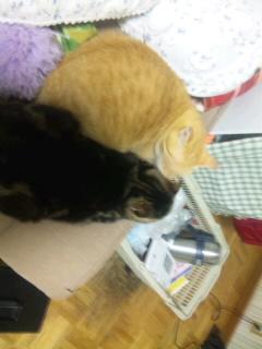 らぶらぶニャンズ（笑）