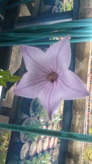 まさしくめぐみの雨…ちょい怖い(^。^;)