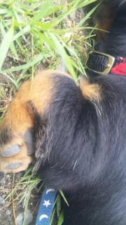 前足フニャ(￣∀￣)