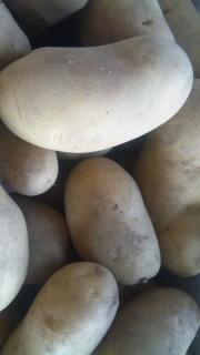 新ジャガごちそうさまです(*^o^*)