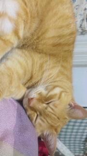 日曜日に診察していただける動物病院は？