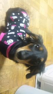 風太の洋服買っちゃいました(*^o^*)