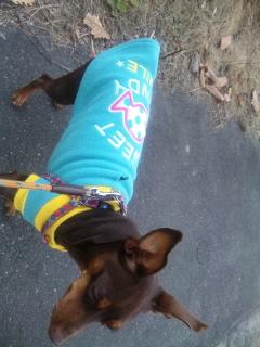 我が家のお犬事情…どう思いますか？