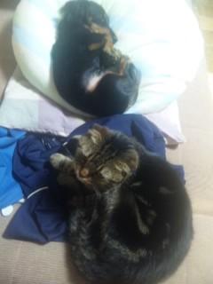 我が家の犬事情パート２