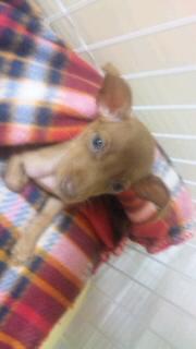 我が家の犬事情パート３