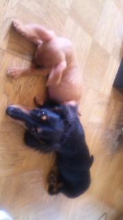 風太が入院してしまいました(;_;)