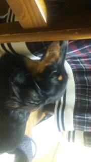 風太復活です＼(^ー^)／