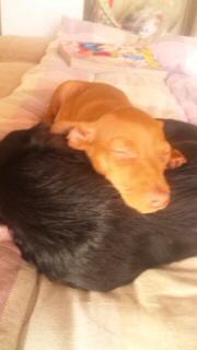 風鈴コンビ仲良く昼寝(⌒～⌒)