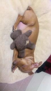 すやすや(-.-)zzZ 鈴です。