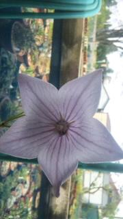 忘れないで花屋です！