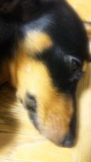 風太が再入院(>_<)どーしたんだろう。