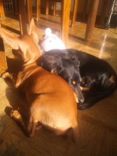 オーバーヒート(>_<)と犬嫌いの嫁ッチ。