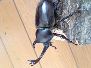むらさき花苑のカブトムシが元気に誕生