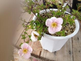 又やった…(^_^;)