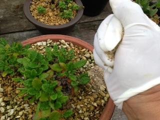今日は、花に栄養を…
