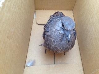 今度は鳩