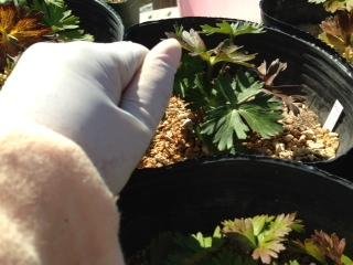今年最後の花達へのご褒美