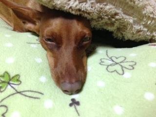 まだ具合悪いです。