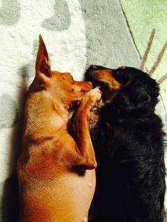 いつもラフラブ