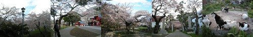 桜の函館を散歩