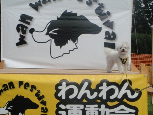 「明日は我が身」と「わんわん運動会」(*゜-゜)。
