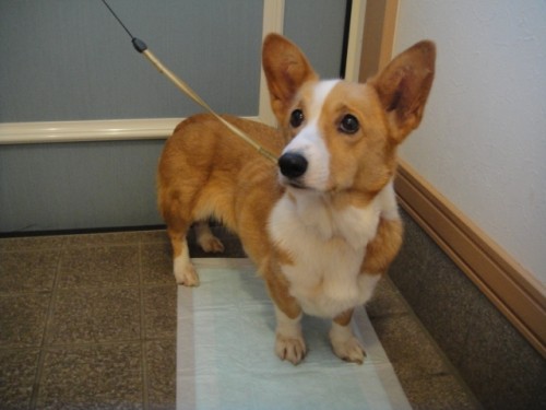 緊急です!! 飼い主さん、コーギーが探してますよ~(≧∀≦)