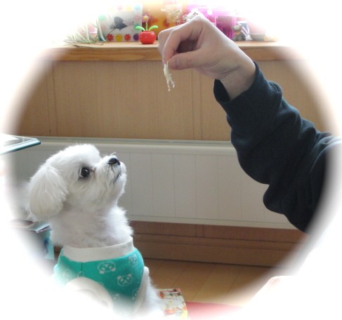 お初の(*・・*)あいフードさんと雪玉れおん♪。