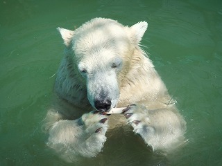 キロルのお気に入り♪